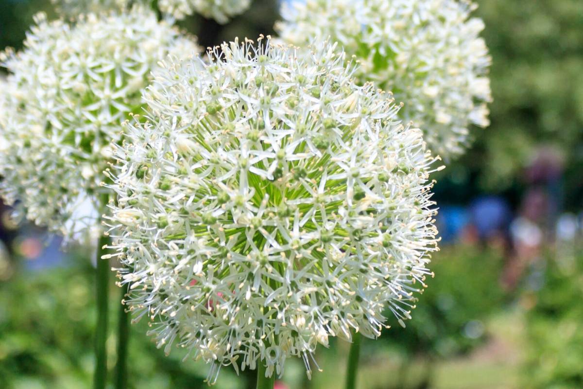 onion flower